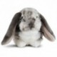 LIVING NATURE SMALL PETS - DUTCH LOP EARED RABBIT